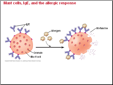 Mast cells, IgE, and the allergic response
