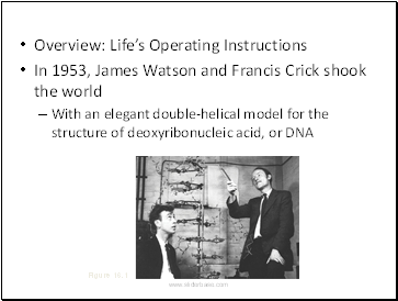 The Molecular Basis of Inheritance