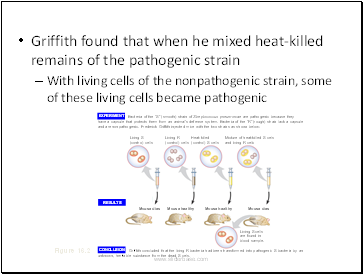 Griffith found that when he mixed heat-killed remains of the pathogenic strain