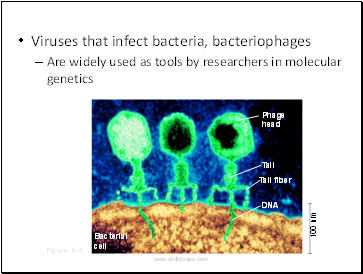 Viruses that infect bacteria, bacteriophages