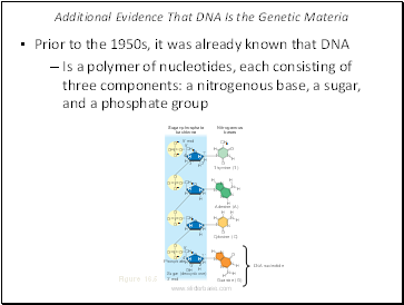 Additional Evidence That DNA Is the Genetic Materia