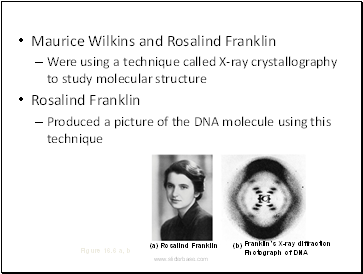 Maurice Wilkins and Rosalind Franklin