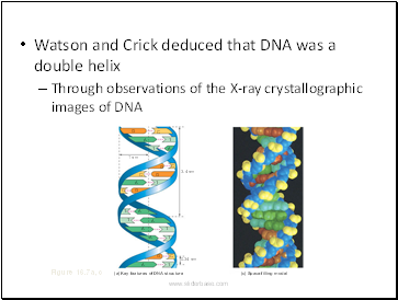 Watson and Crick deduced that DNA was a double helix