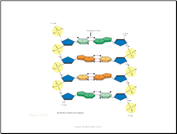 The Molecular Basis of Inheritance