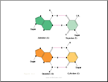 The Molecular Basis of Inheritance