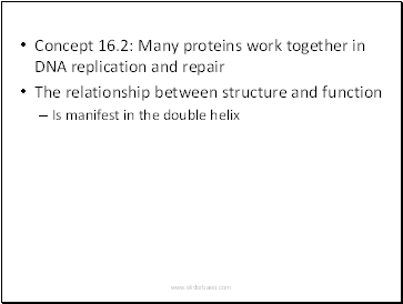 Concept 16.2: Many proteins work together in DNA replication and repair