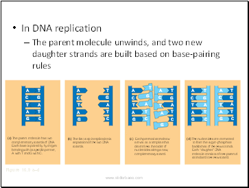 In DNA replication