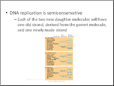 DNA replication is semiconservative