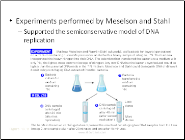 Experiments performed by Meselson and Stahl