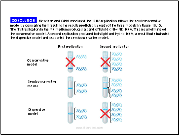 The Molecular Basis of Inheritance