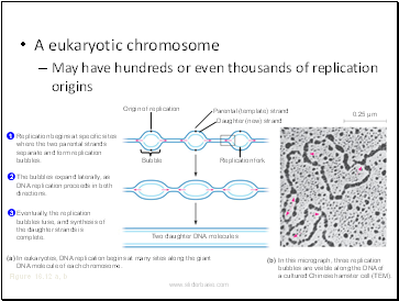 A eukaryotic chromosome