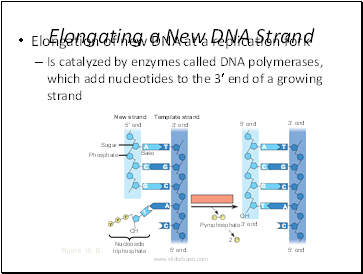 Elongating a New DNA Strand