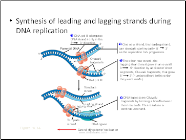 Synthesis of leading and lagging strands during DNA replication