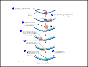 Priming DNA Synthesis