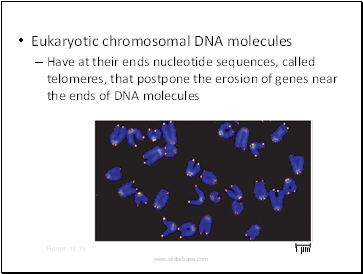 Eukaryotic chromosomal DNA molecules