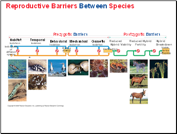 Reproductive Barriers Between Species