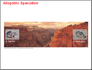 Allopatric Speciation