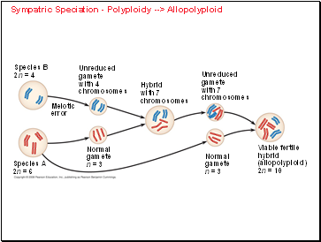 Sympatric Speciation - Polyploidy --> Allopolyploid