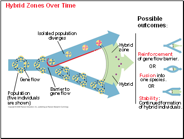 Hybrid Zones Over Time