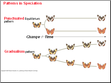 Patterns in Speciation
