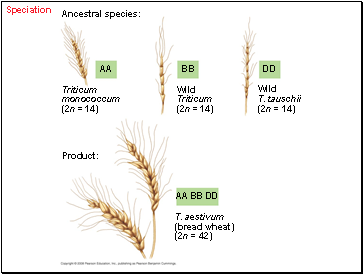 Speciation