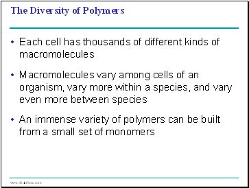 The Diversity of Polymers