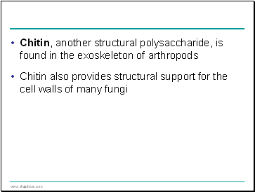 Chitin, another structural polysaccharide, is found in the exoskeleton of arthropods