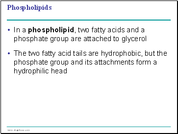 Phospholipids