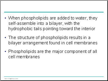 When phospholipids are added to water, they self-assemble into a bilayer, with the hydrophobic tails pointing toward the interior