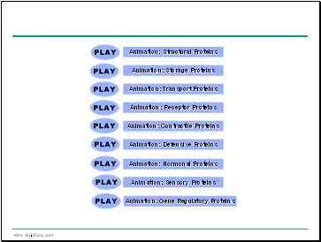 Animation: Structural Proteins