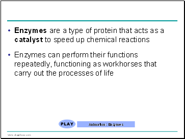 Enzymes are a type of protein that acts as a catalyst to speed up chemical reactions