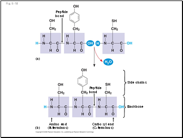 Peptide