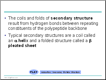 The coils and folds of secondary structure result from hydrogen bonds between repeating constituents of the polypeptide backbone