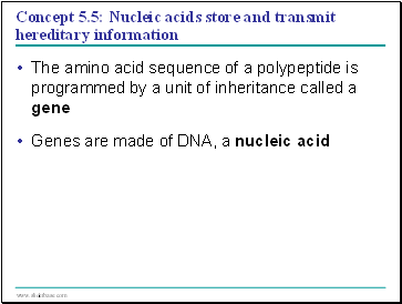 Concept 5.5: Nucleic acids store and transmit hereditary information