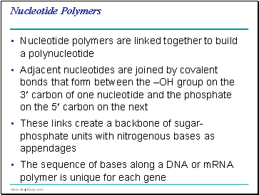 Nucleotide Polymers