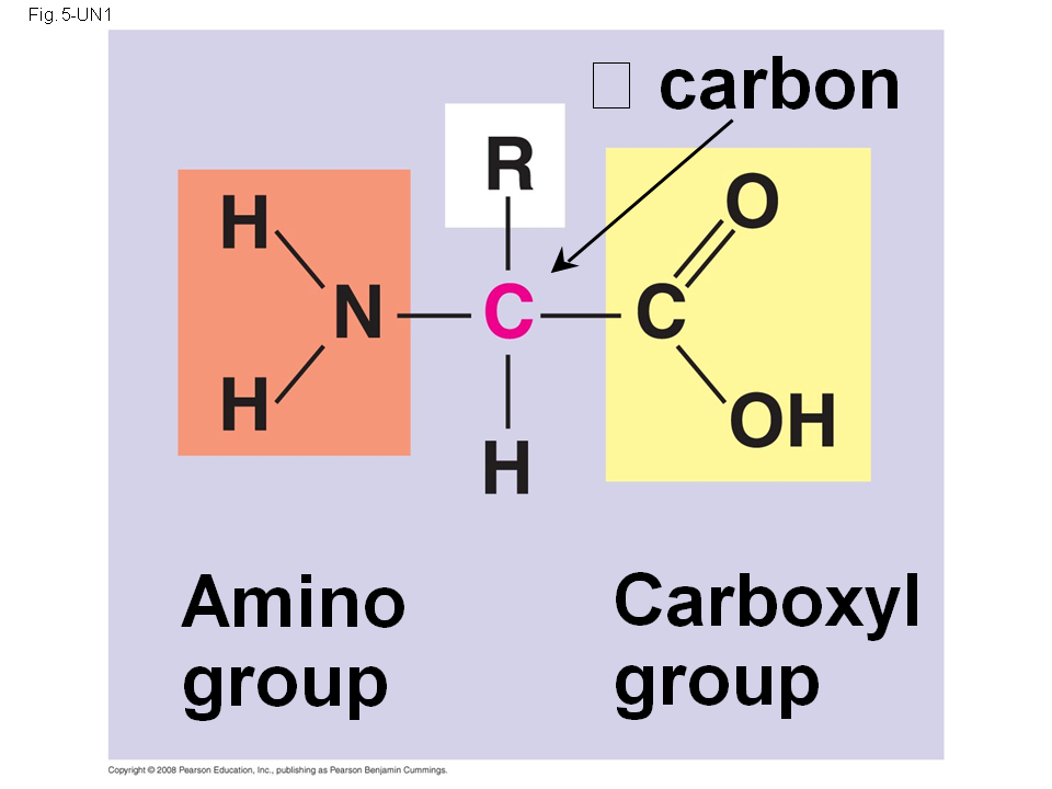 Fig. 5-21b Amino acid subunits +H3N Amino end Carboxyl