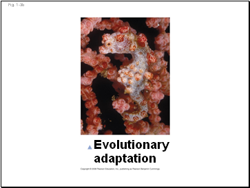 Fig. 1-3b