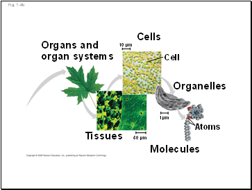 Fig. 1-4b