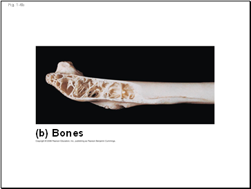 Fig. 1-6b