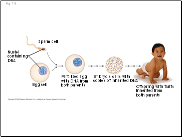 Nuclei