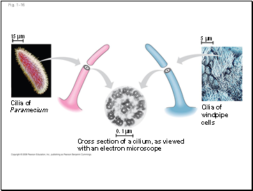 Fig. 1-16