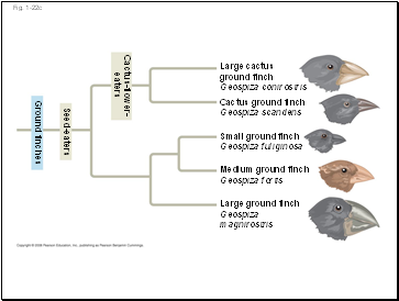 Fig. 1-22c