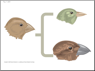 Fig. 1-UN1