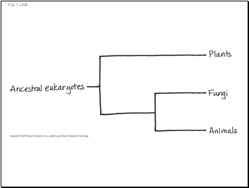 Fig. 1-UN9