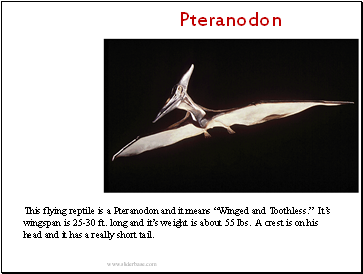 Pteranodon