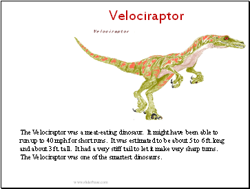 Velociraptor