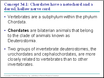 Concept 34.1: Chordates have a notochord and a dorsal, hollow nerve cord