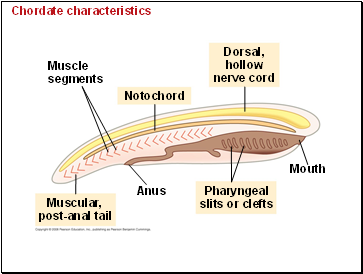 Chordate characteristics