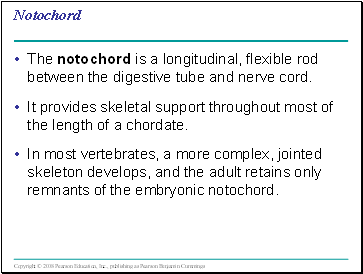 Notochord