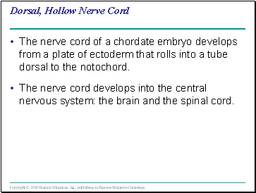 Dorsal, Hollow Nerve Cord